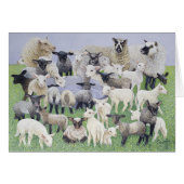 Feeling Sheepish (Front Horizontal)