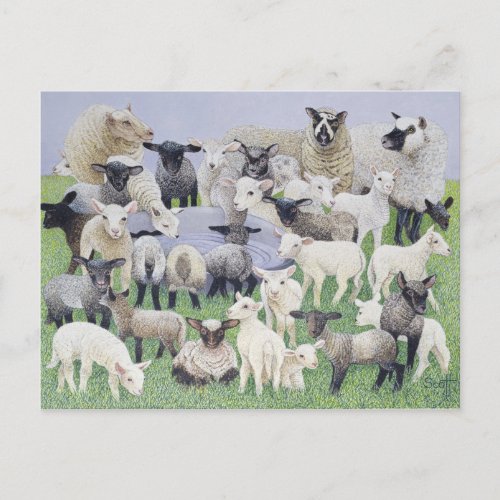 Feeling Sheepish Postcard