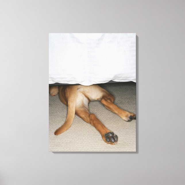 Feet and tail of yellow lab dog hidden under bed canvas print (Front)
