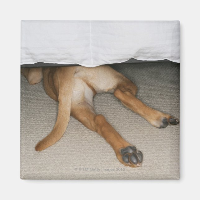 Feet and tail of yellow lab dog hidden under bed magnet (Front)