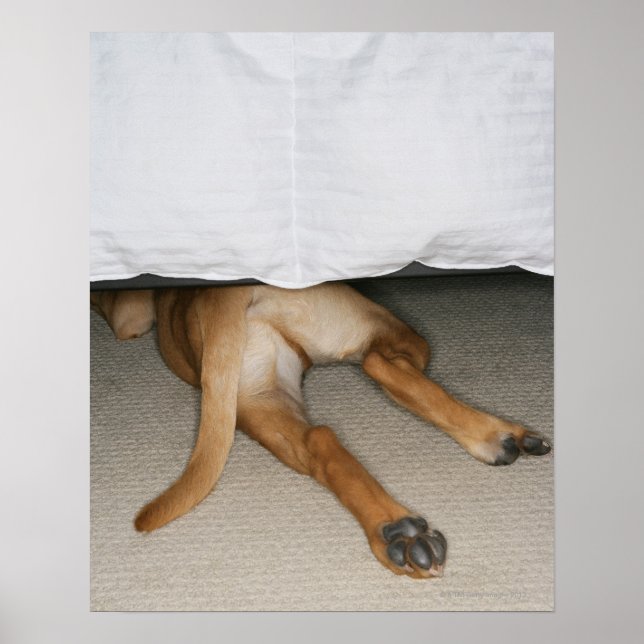 Feet and tail of yellow lab dog hidden under bed poster (Front)