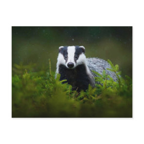 Feisty Badger Postcard