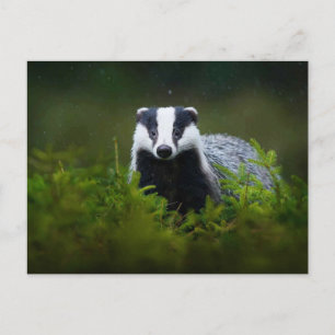 Feisty Badger Postcard