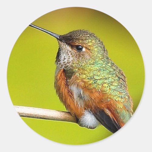 Feisty Little Girl Rufous Hummingbird Classic Round Sticker