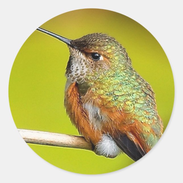 Feisty Little Girl: Rufous Hummingbird Classic Round Sticker (Front)