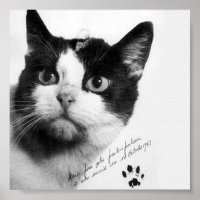 Félicette: The First Cat in Space