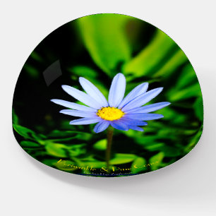 Felicia Blue Daisy elegantly displayed. Paperweight