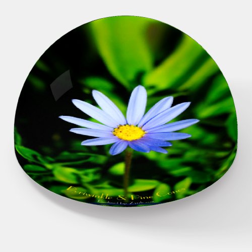 Felicia Blue Daisy elegantly displayed Paperweight