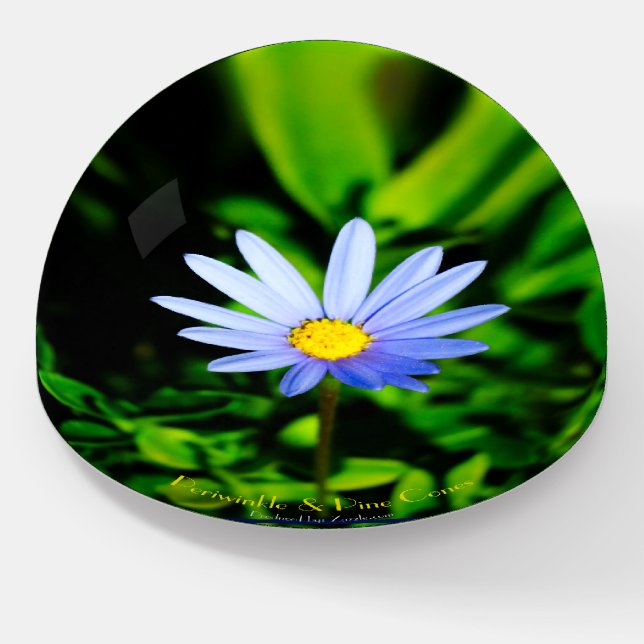 Felicia Blue Daisy elegantly displayed. Paperweight (Angled)