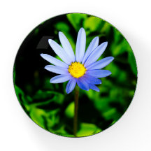 Felicia Blue Daisy elegantly displayed.
