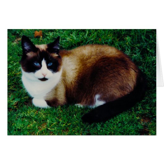 Feline Beauty Cards (Front Horizontal)