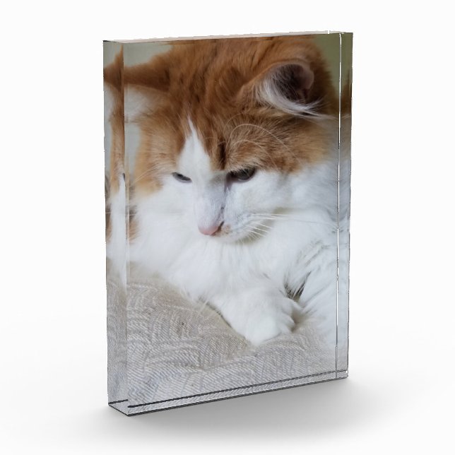 (Feline Fancy) Kitty Contemplation: Cat Photo Block (Left)
