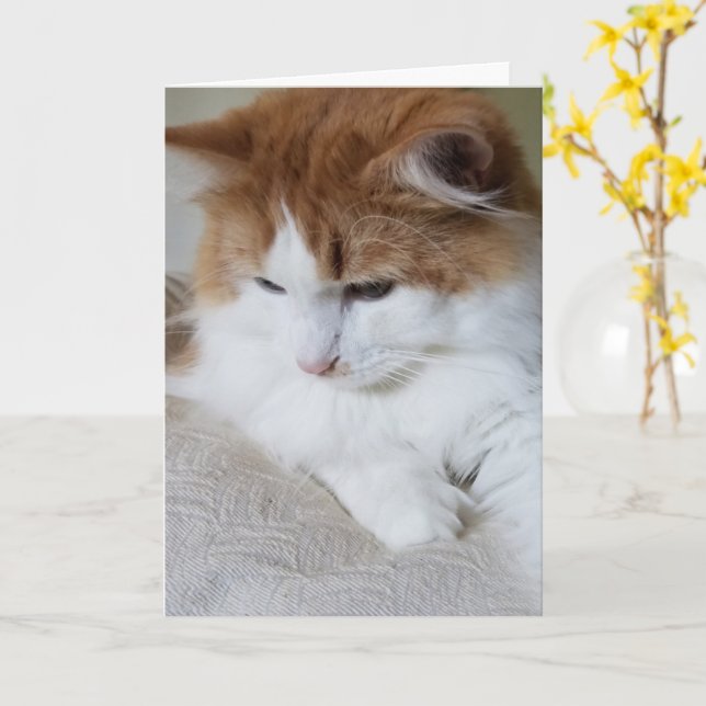 (Feline Fancy) Kitty Contemplation: Cat Photo Card (Yellow Flower)