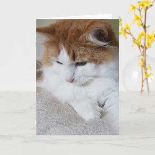 Feline Fancy Kitty Contemplation Cat Photo Card