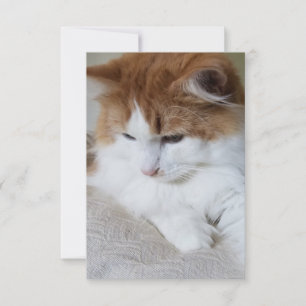 (Feline Fancy) Kitty Contemplation: Cat Photo Card