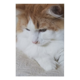 (Feline Fancy) Kitty Contemplation: Cat Photo Faux Canvas Print