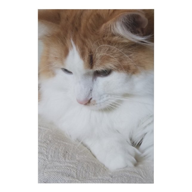 (Feline Fancy) Kitty Contemplation: Cat Photo Faux Canvas Print (Front)