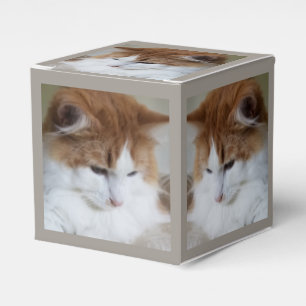 (Feline Fancy) Kitty Contemplation: Cat Photo Favor Boxes