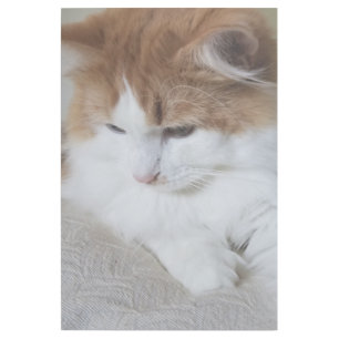 (Feline Fancy) Kitty Contemplation: Cat Photo Gallery Wrap