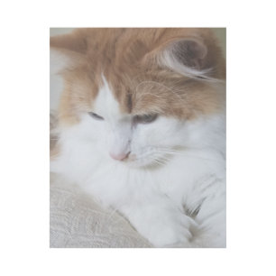 (Feline Fancy) Kitty Contemplation: Cat Photo Gallery Wrap