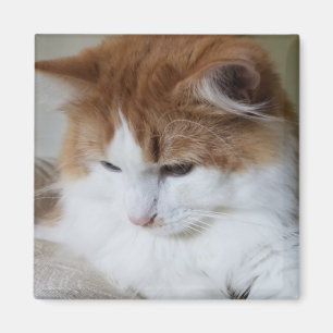 (Feline Fancy) Kitty Contemplation: Cat Photo Magnet