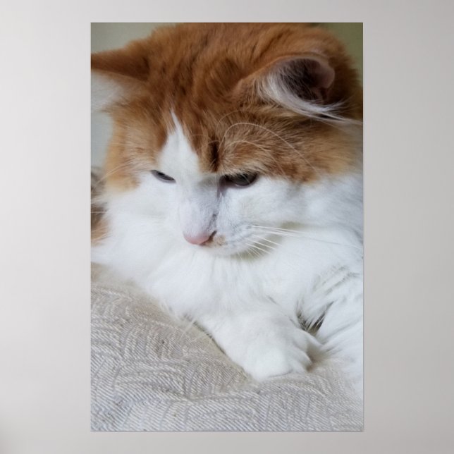 (Feline Fancy) Kitty Contemplation: Cat Photo Poster (Front)