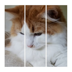 (Feline Fancy) Kitty Contemplation: Cat Photo Triptych