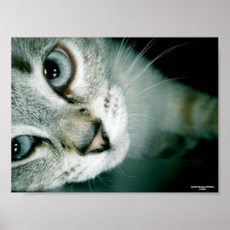 Feline Friends 001 Poster