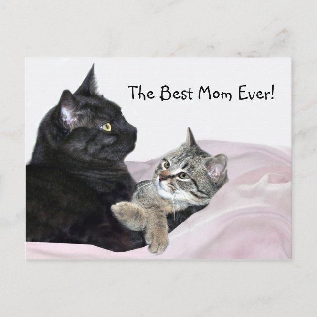 Feline Mother's Day Postcard (Front)