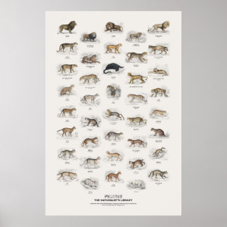 Felines - Naturalist's Library Poster