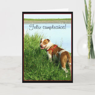 Pitbull Birthday Cards | Zazzle