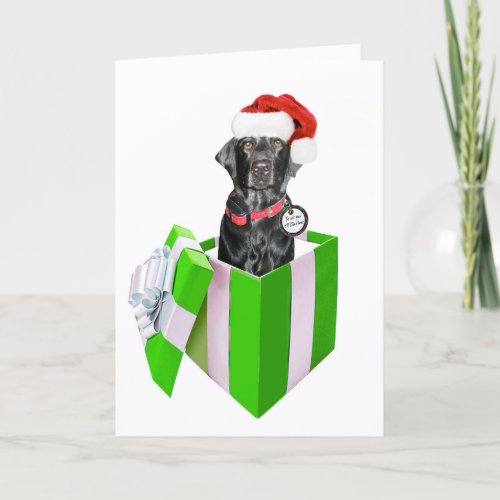 Feliz Navidog Holiday Card