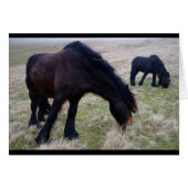 Fell Ponies (Front Horizontal)