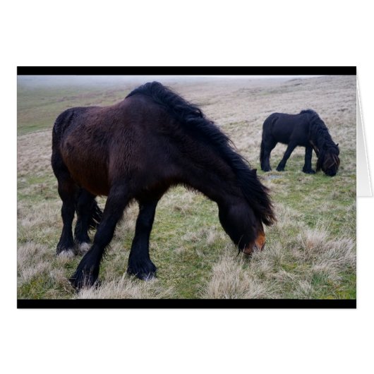 Fell Ponies Cards (Front Horizontal)