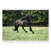 Fell Pony Stallion (Front Horizontal)
