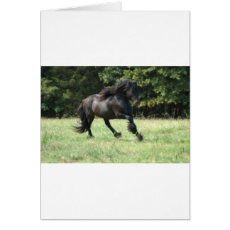 Fell Pony Stallion Cards