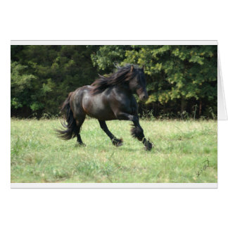 Fell Pony Stallion Cards