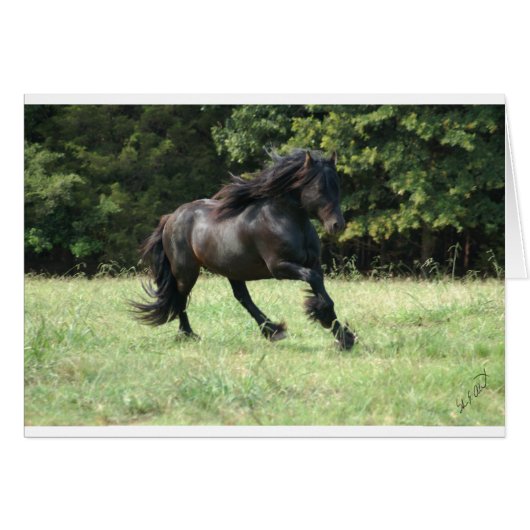 Fell Pony Stallion Cards (Front Horizontal)