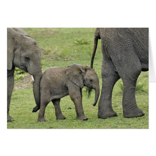 Female African Elephant with Baby (Front Horizontal)