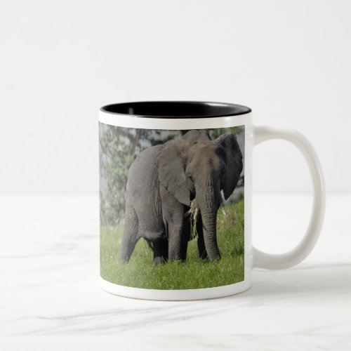 Female African Elephant with baby Loxodonta 2 Two_Tone Coffee Mug