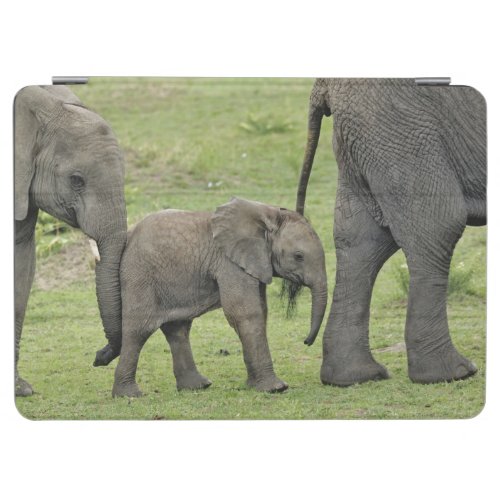 Female African Elephant with baby Loxodonta 3 iPad Air Cover