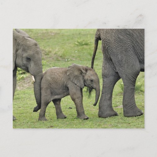 Female African Elephant with baby Loxodonta 3 Postcard