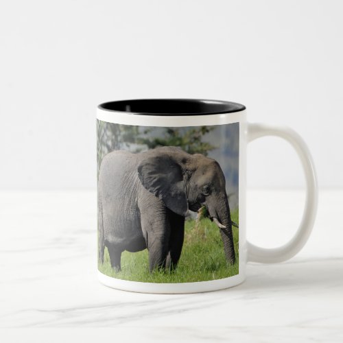 Female African Elephant with baby Loxodonta Two_Tone Coffee Mug