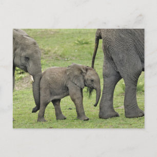 Female African Elephant with Baby Postcard