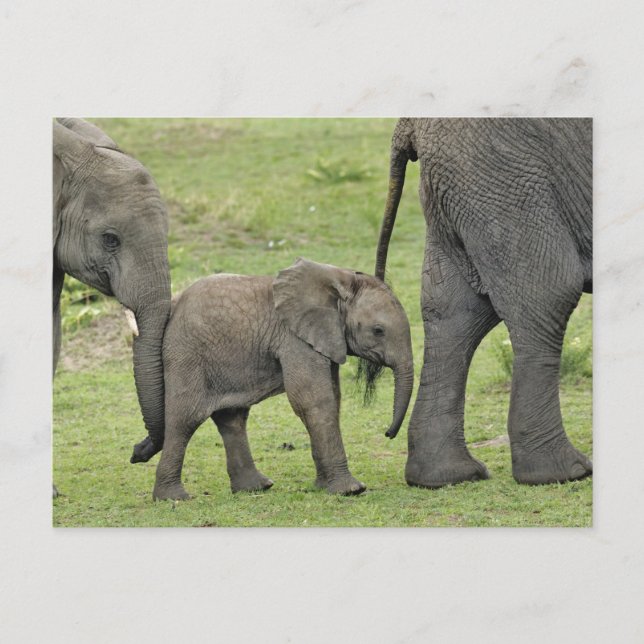 Female African Elephant with Baby Postcard (Front)