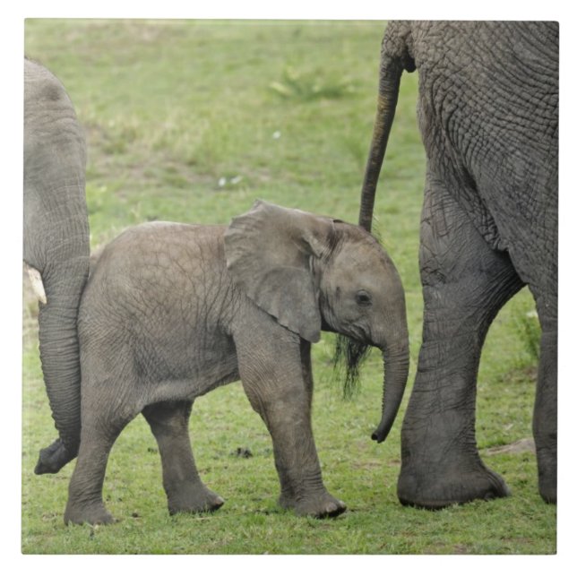 Female African Elephant with Baby Tile (Front)