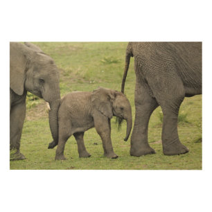 Female African Elephant with Baby Wood Wall Art