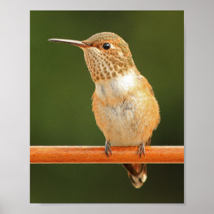 Female Allen's Hummingbird - Rosie 1 Poster