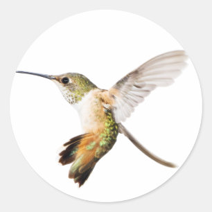 Female Allen's Hummingbird sticker