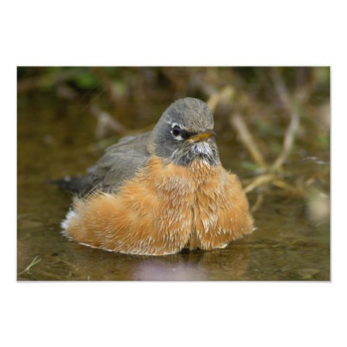 Female American Robin bathing Yellowstone NP Photo Print